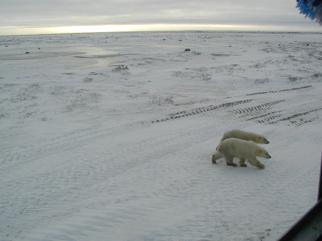 cubs and tire tracks