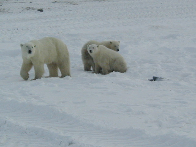 majestic family