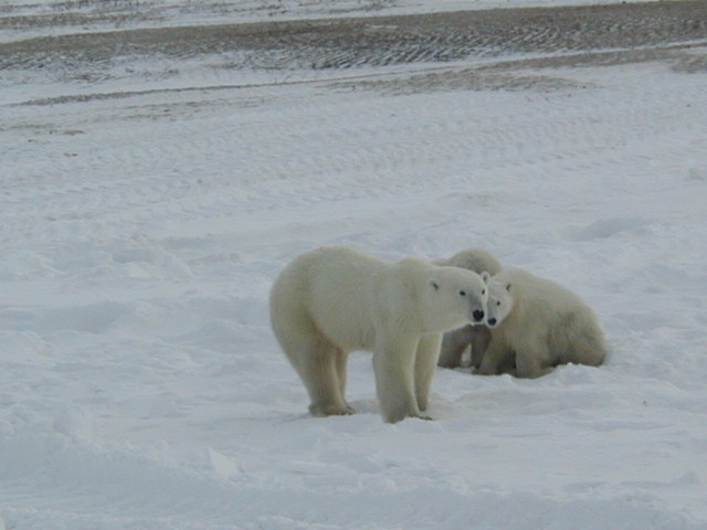 bear family