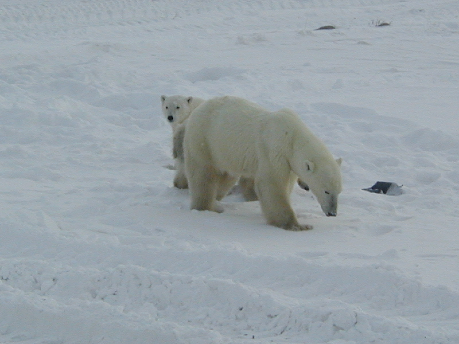 bear family