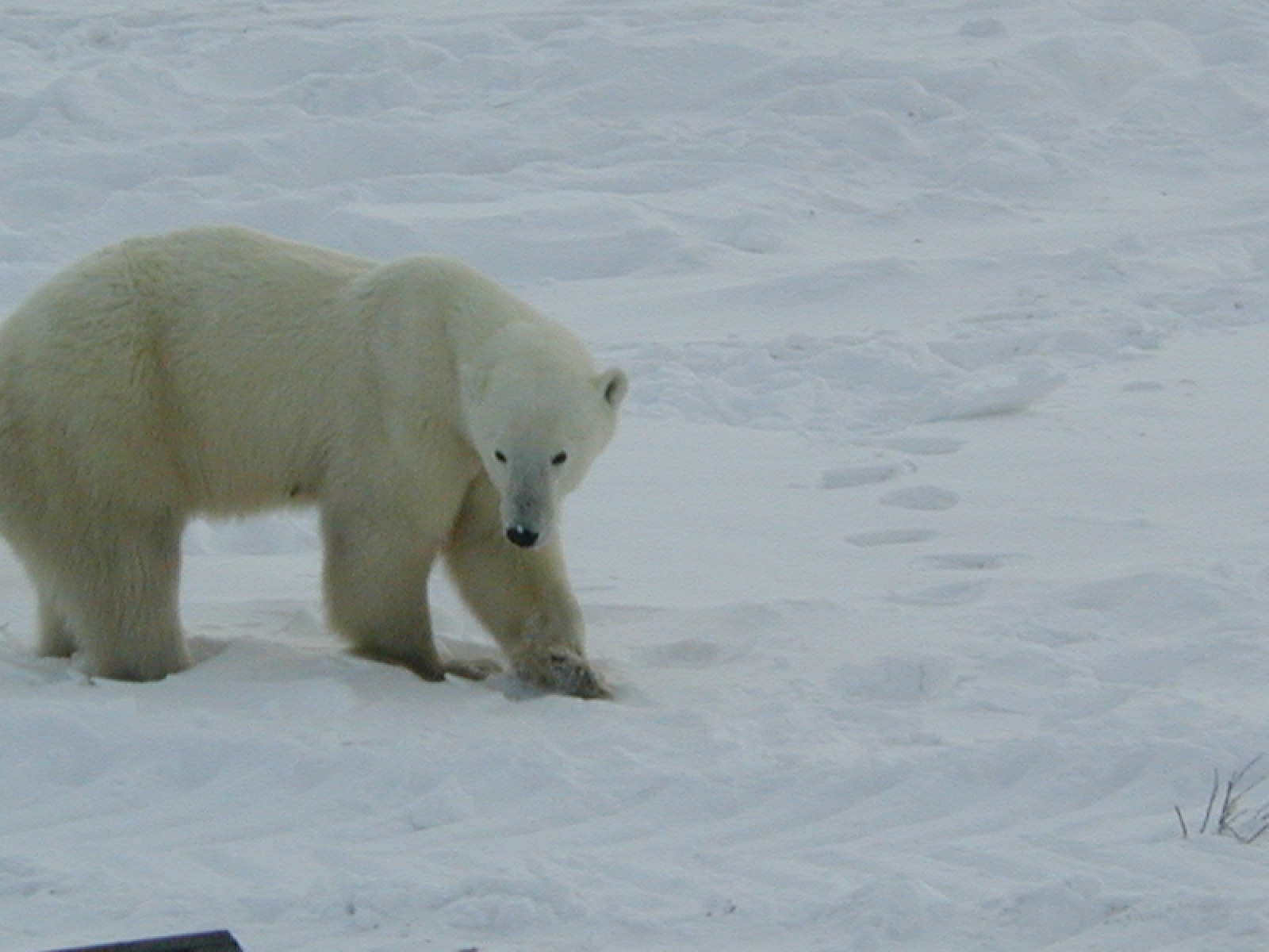 mother bear