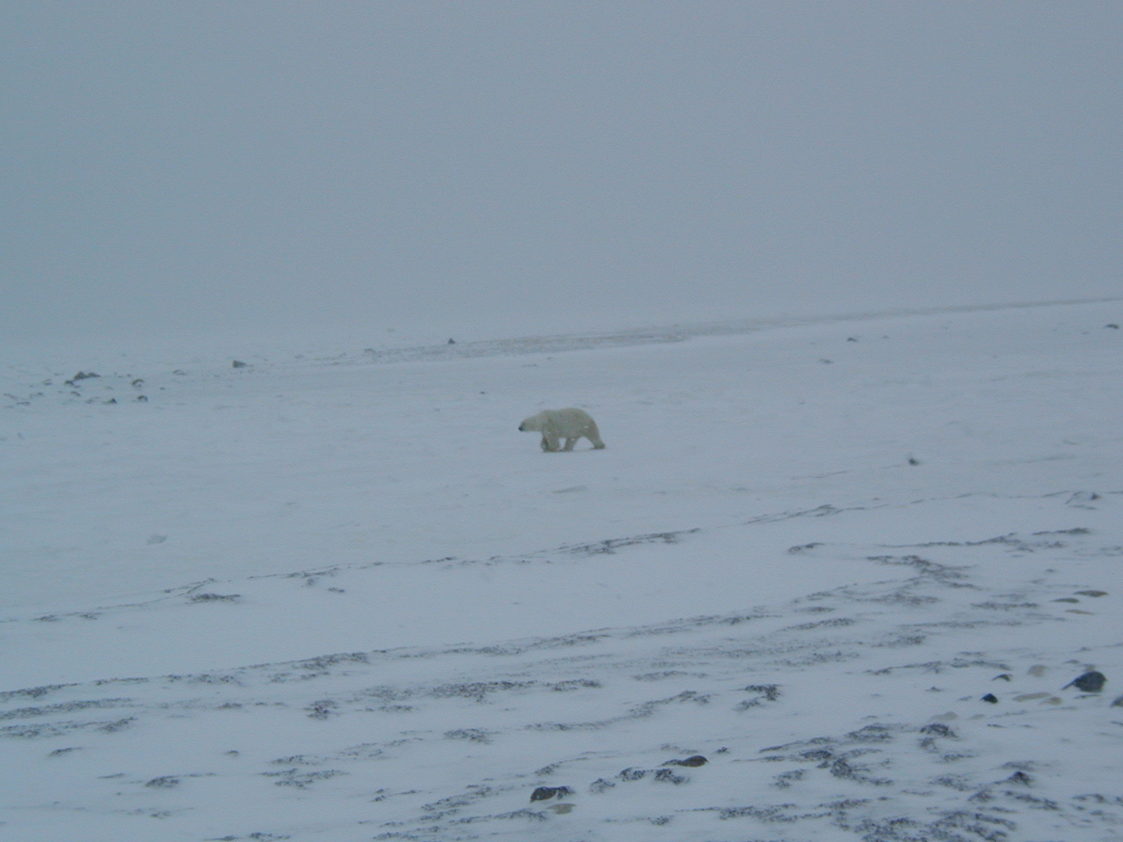 walking bear