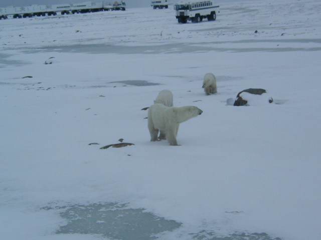 curious bears