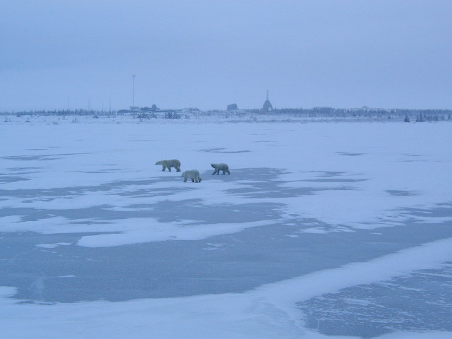 mother and cubs