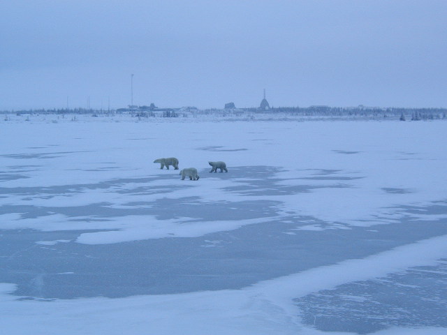 mother and cubs