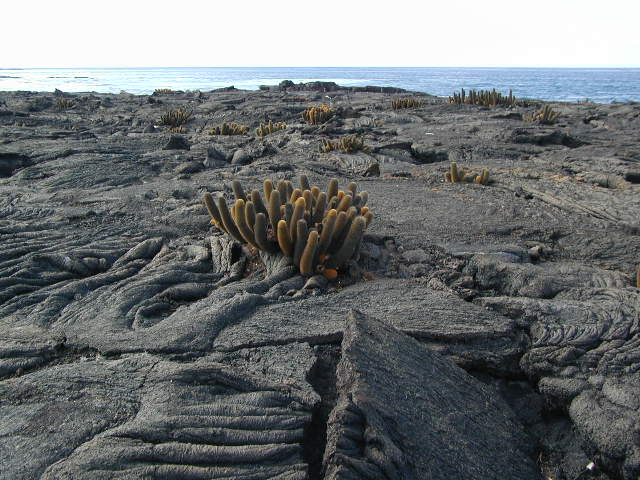 cactus on Fernandina