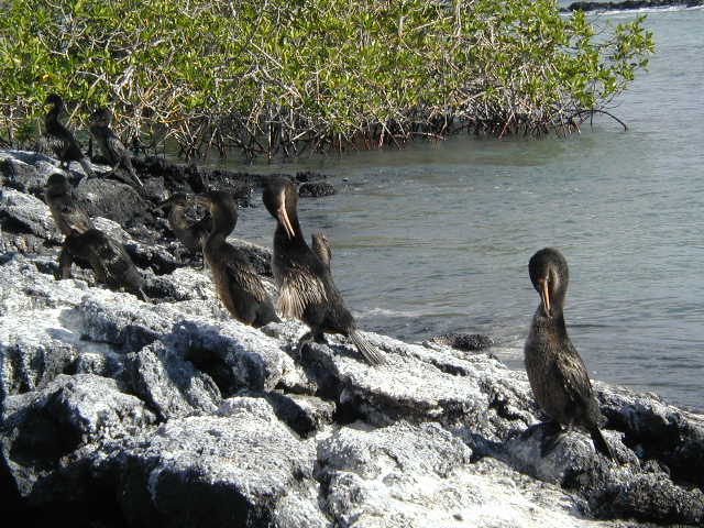 flightless cormorants