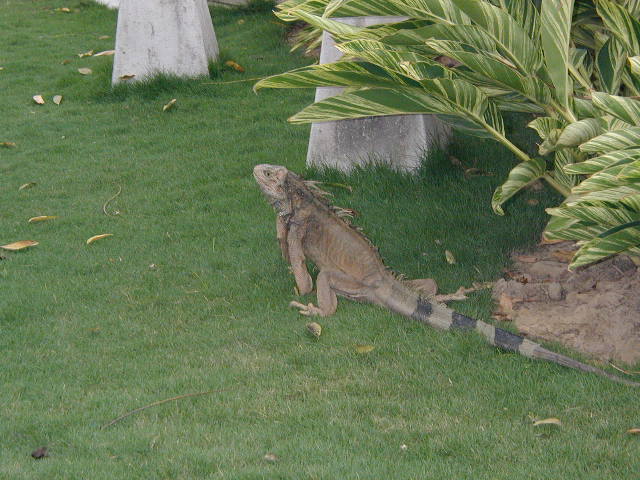 land iguana in Guayaquil