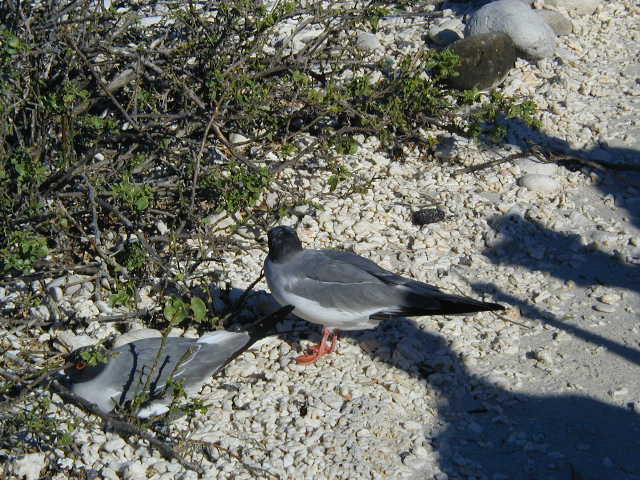 swallow-tailed gulls