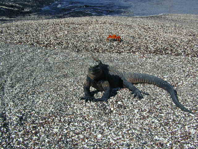 marine iguana with lava lizard on its head