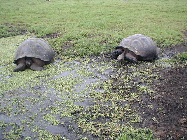 giant tortoises on the farm