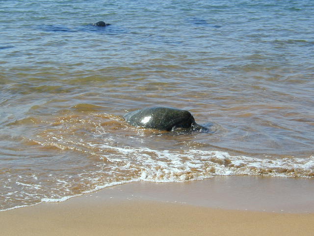 sea turtle