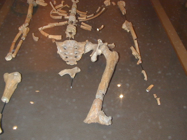 bones of lucy