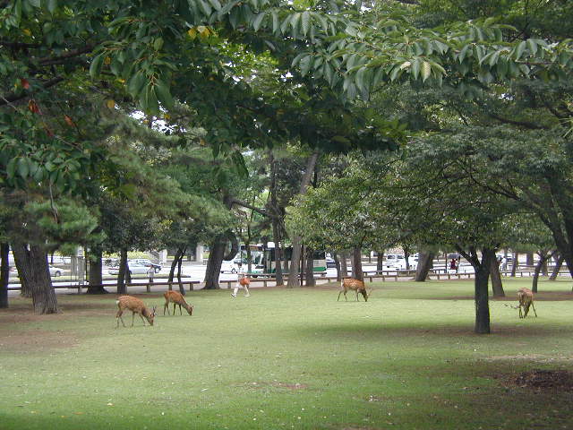 Nara park