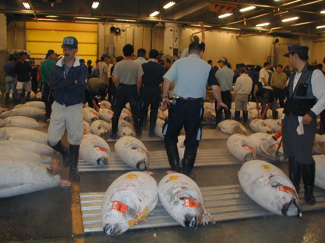 tuna auction at tsukiji fish market 