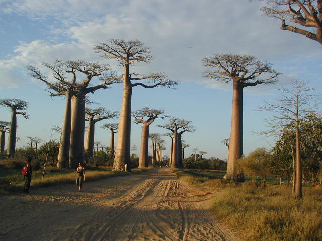 avenue of the baobabs