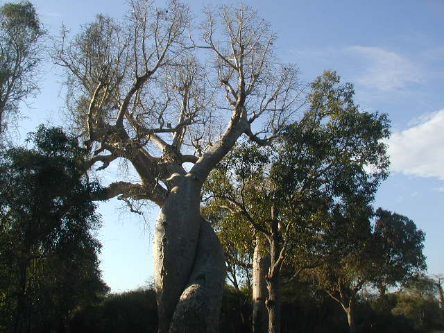 amorous baobabs