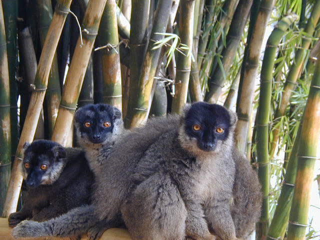 brown lemur