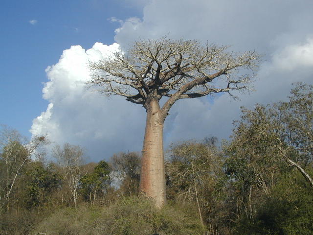 sacred baobab