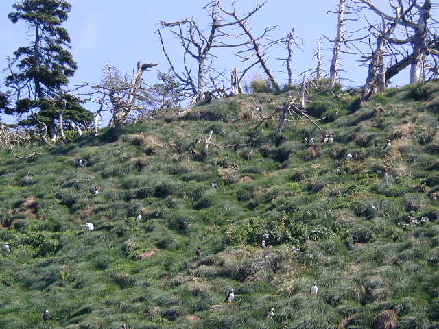 puffins